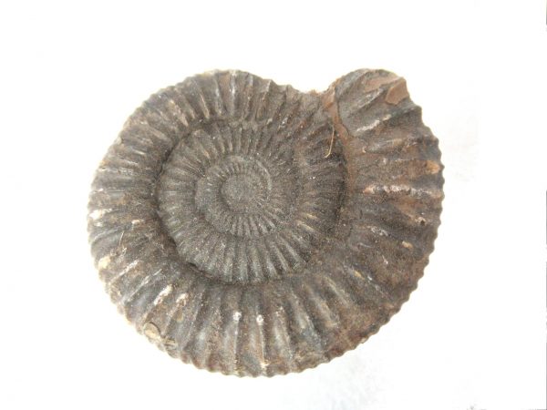 United Kindom Dactylioceras Ammonite #11 - Image 2