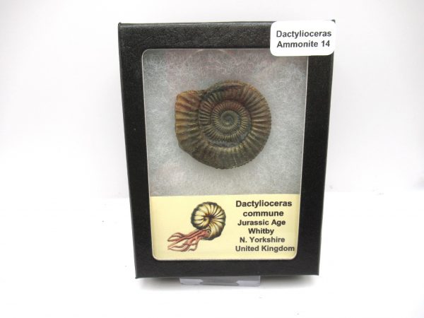 United Kindom Dactylioceras Ammonite #14