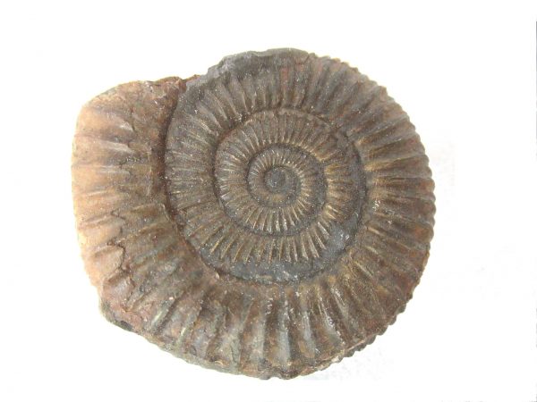 United Kindom Dactylioceras Ammonite #14 - Image 2