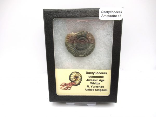 United Kindom Dactylioceras Ammonite #15