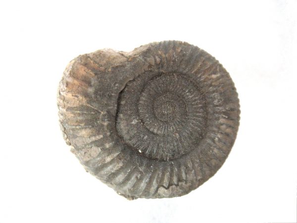 United Kindom Dactylioceras Ammonite #15 - Image 2