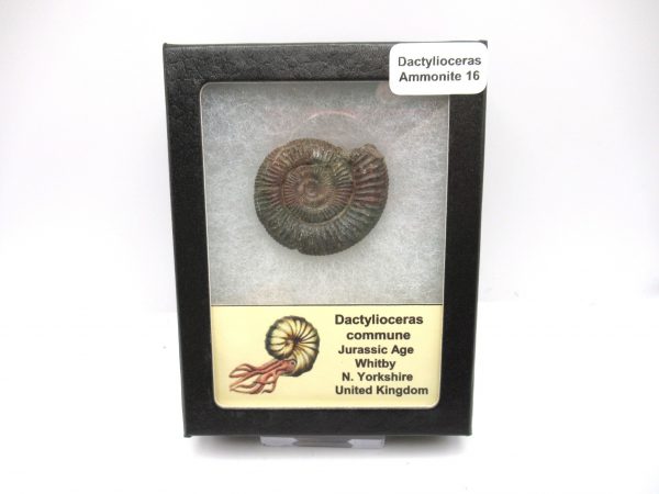 United Kindom Dactylioceras Ammonite #16