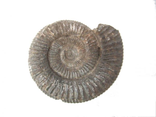 United Kindom Dactylioceras Ammonite #16 - Image 2