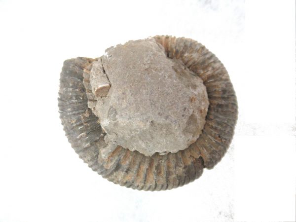 United Kindom Dactylioceras Ammonite #16 - Image 3