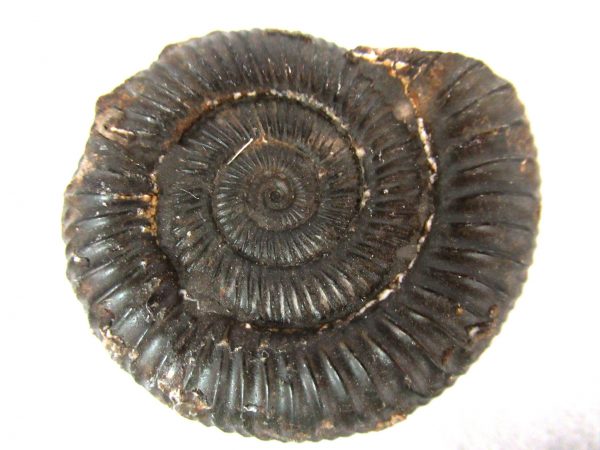 United Kindom Dactylioceras Ammonite #1 - Image 2