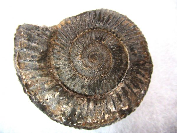 United Kindom Dactylioceras Ammonite #1 - Image 3