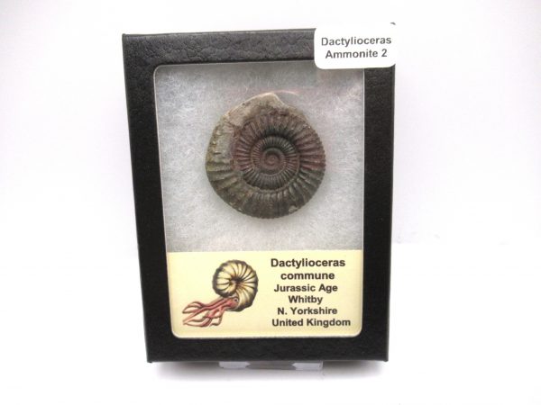 United Kindom Dactylioceras Ammonite #2