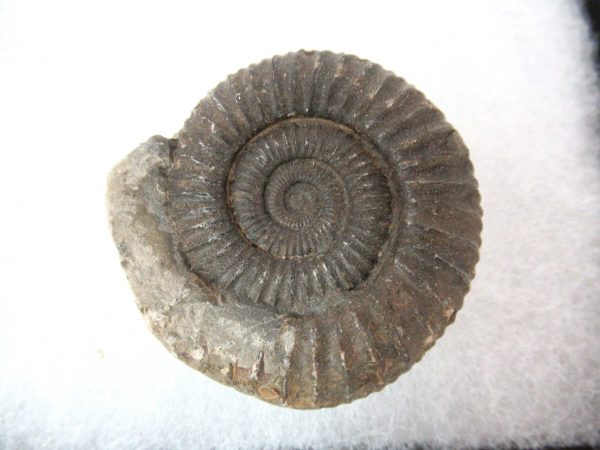 United Kindom Dactylioceras Ammonite #2 - Image 2