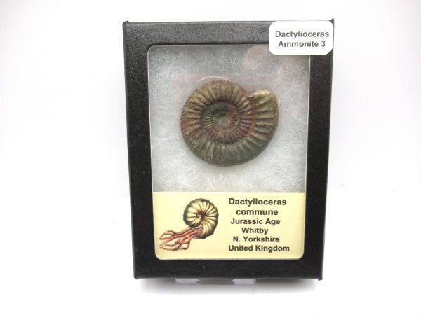 United Kindom Dactylioceras Ammonite #3