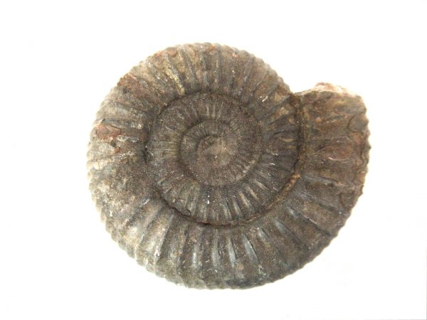 United Kindom Dactylioceras Ammonite #3 - Image 2