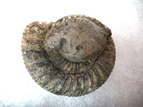 United Kindom Dactylioceras Ammonite #3 - Image 3