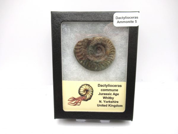 United Kindom Dactylioceras Ammonite #5