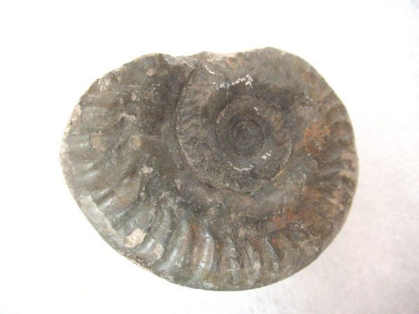 United Kindom Dactylioceras Ammonite #5 - Image 2