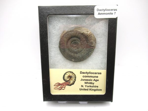 United Kindom Dactylioceras Ammonite #7