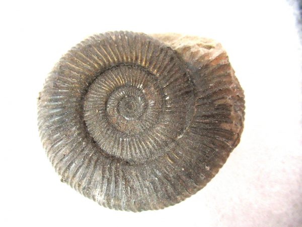 United Kindom Dactylioceras Ammonite #7 - Image 2