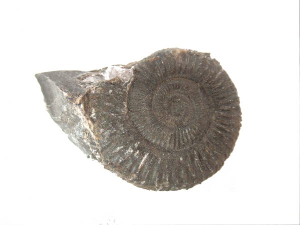 United Kindom Dactylioceras Ammonite #8 - Image 2