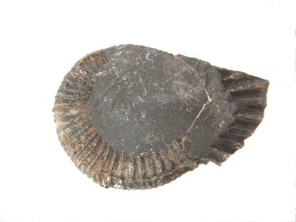 United Kindom Dactylioceras Ammonite #8 - Image 3