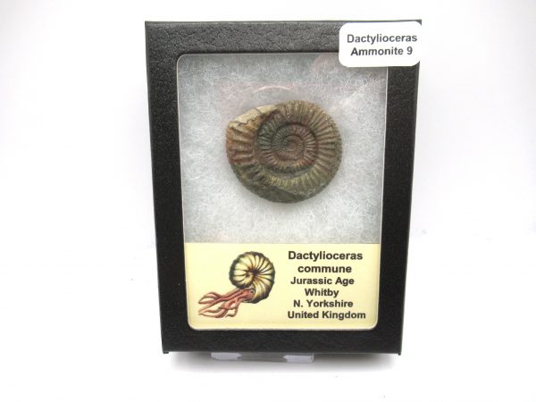 United Kindom Dactylioceras Ammonite #9