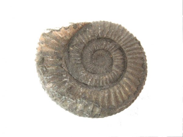 United Kindom Dactylioceras Ammonite #9 - Image 2