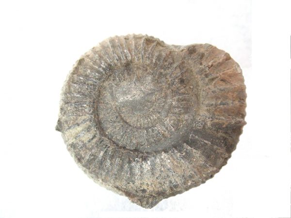 United Kindom Dactylioceras Ammonite #9 - Image 3