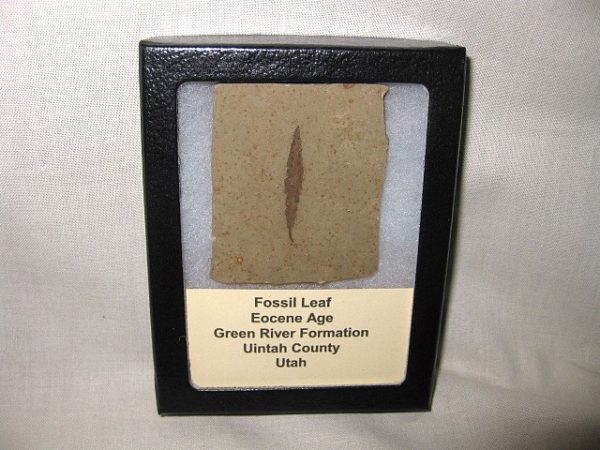 Utah Eocene Leaf #1