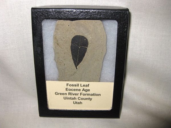 Utah Eocene Leaf #10