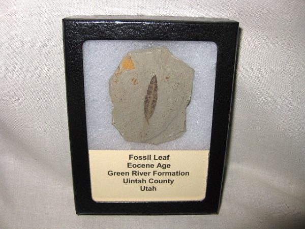 Utah Eocene Leaf #12