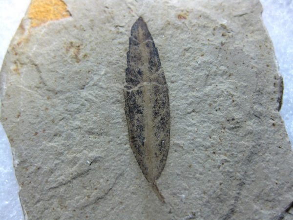 Utah Eocene Leaf #12 - Image 2