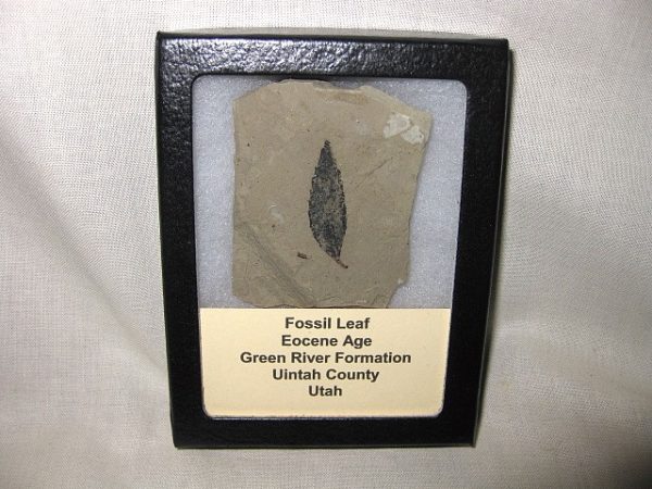 Utah Eocene Leaf #14