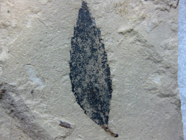 Utah Eocene Leaf #14 - Image 2