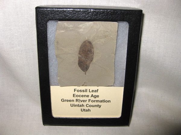 Utah Eocene Leaf #15