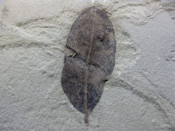 Utah Eocene Leaf #15 - Image 2