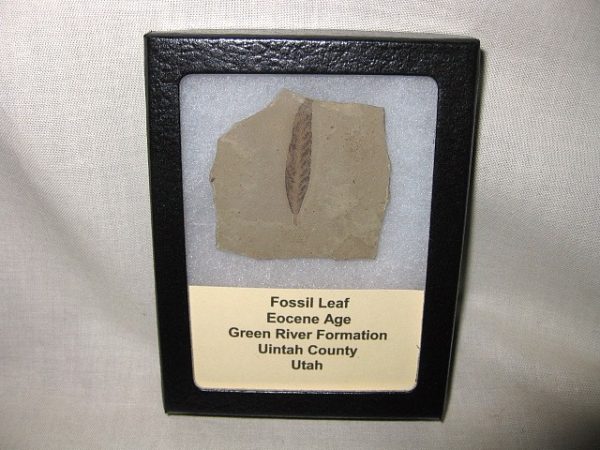 Utah Eocene Leaf #16