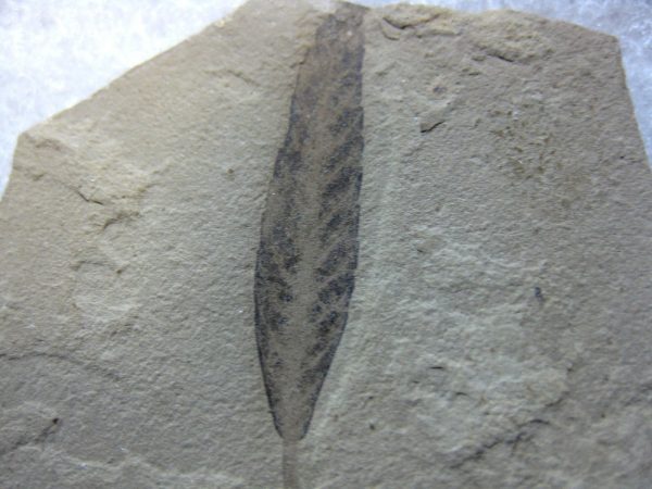 Utah Eocene Leaf #16 - Image 2