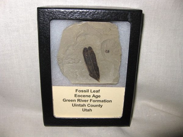 Utah Eocene Leaf #17