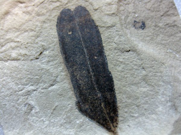 Utah Eocene Leaf #17 - Image 2