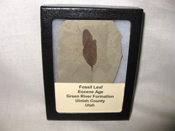 Utah Eocene Leaf #2