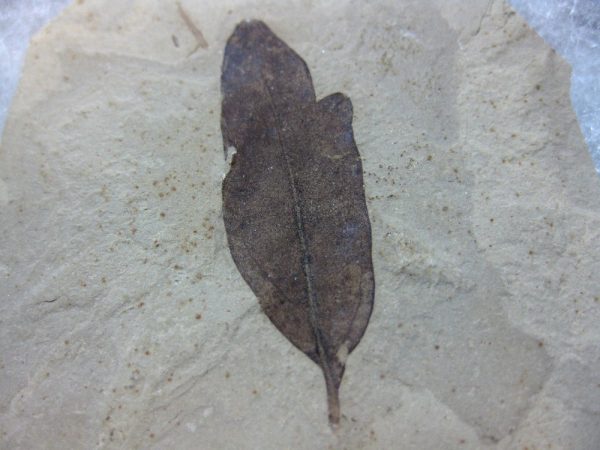 Utah Eocene Leaf #2 - Image 2