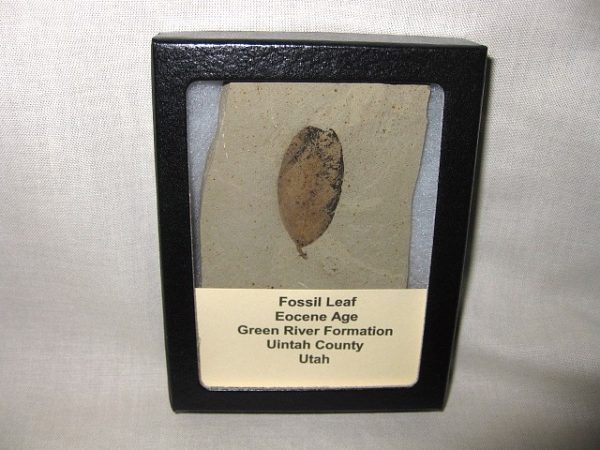 Utah Eocene Leaf #4