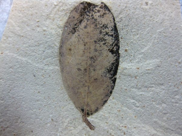 Utah Eocene Leaf #4 - Image 2