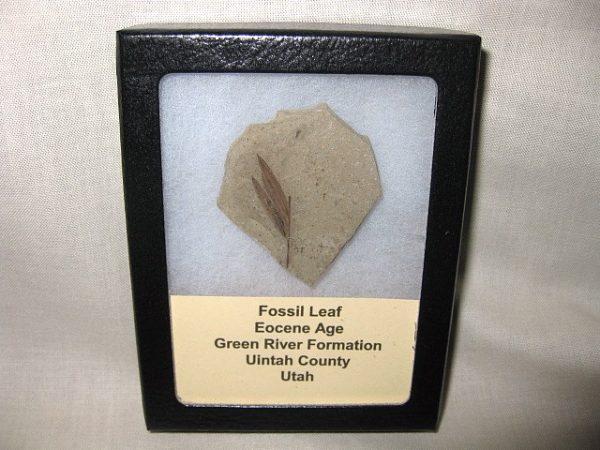 Utah Eocene Leaf #5