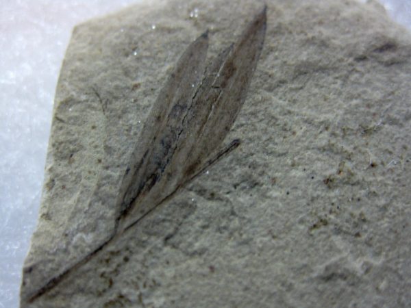 Utah Eocene Leaf #5 - Image 2