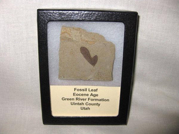 Utah Eocene Leaf #6