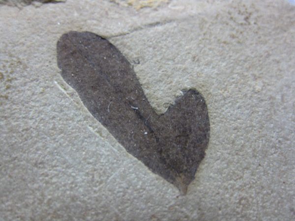 Utah Eocene Leaf #6 - Image 2