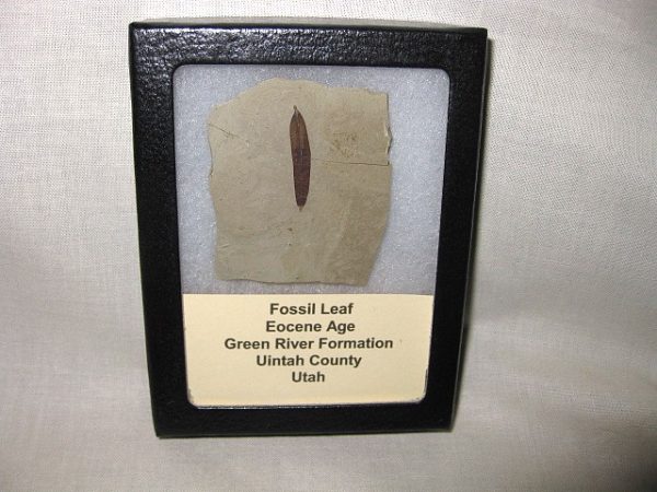 Utah Eocene Leaf #8