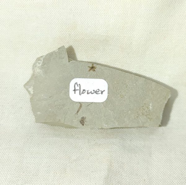 Genuine Eocene Age Utah Flower For Sale #2