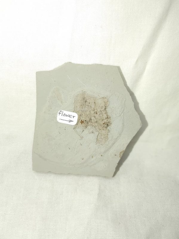 Genuine Eocene Age Utah Flower For Sale #3