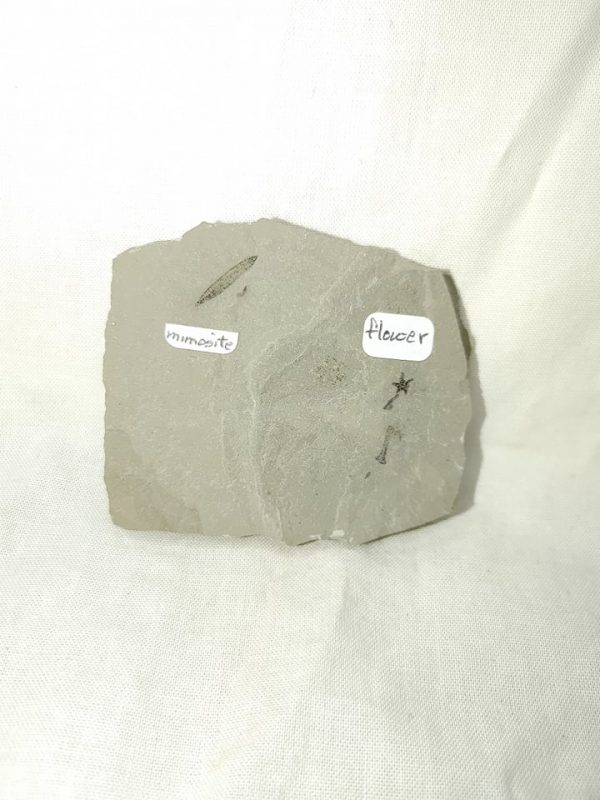 Genuine Eocene Age Utah Flower For Sale #4