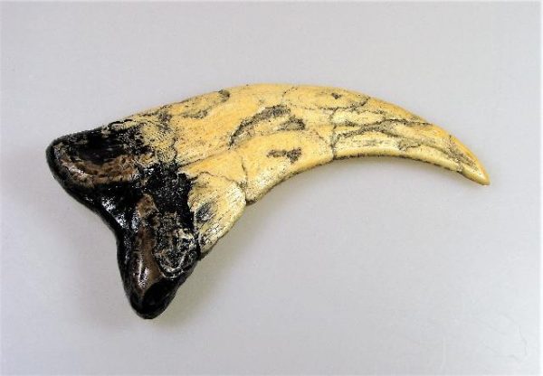 Replica Utahraptor Claw For Sale