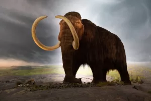 Photo of Woolly Mammoth